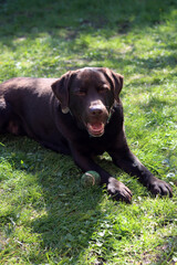 Chocolate Labrador lying on the grass and playing with a ball