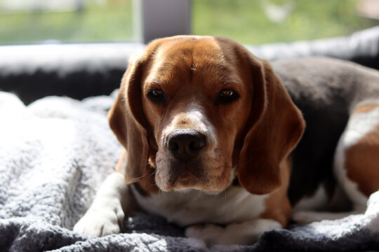 Beagle dog lying on the bed. Selective focus, shallow depth of field.