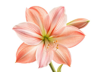 Fototapeta premium stunning amaryllis flower showcases delicate pink petals with subtle white accents creating captivating visual appeal