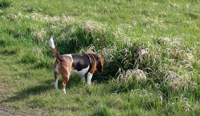Beagle dog on a path in the meadow in the summer