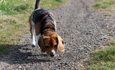 Beagle dog on a path in the meadow in the summer