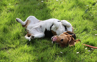 Beagle dog lying on the grass in the garden in the summer