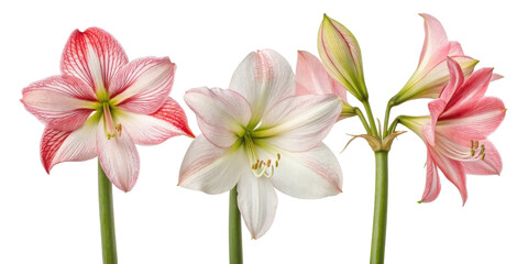 Naklejka premium Amaryllis flowers bloom in vibrant colors showcasing their beauty and elegance, perfect for brightening any space