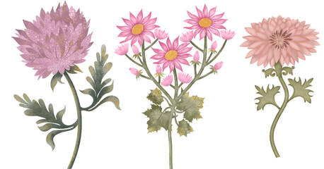 Set of 3 stylized pink flowers, made in watercolor technique. Illustrations on white background. Hand-drawn botanical illustrations