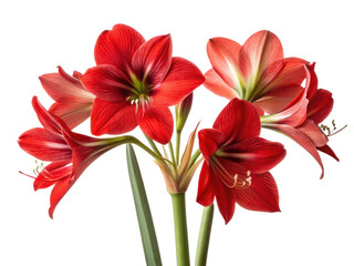 Amaryllis flowers bloom vibrantly showcasing their stunning red petals and graceful stems creating captivating display of nature beauty