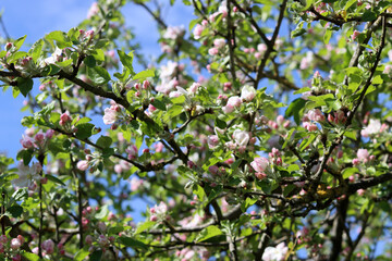 Blossoming branch of apple tree on a spring day, close-up