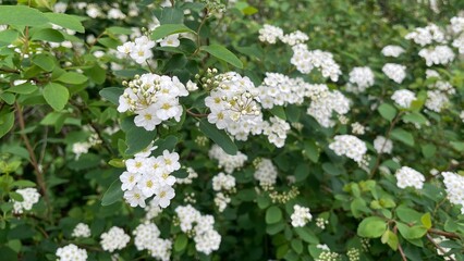 White flowering plants bloom abundantly in a lush garden during springtime