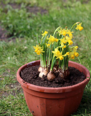 Narcissus flowers in a clay pot on a green grass
