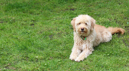 Cute Labradoodle puppy sitting on the grass in the garden