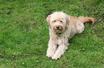 Cute Labradoodle puppy sitting on the grass in the garden