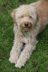 Cute Labradoodle puppy sitting on the grass in the garden