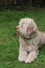 Cute Labradoodle puppy sitting on the grass in the garden