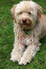 Cute Labradoodle puppy sitting on the grass in the garden