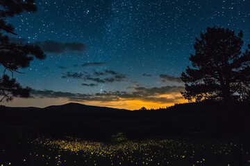 Naklejka premium Night Sky Filled with Glowing Fireflies and Stars