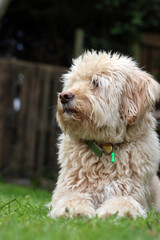 Cute Labradoodle puppy sitting on the grass in the garden