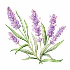 Fototapeta premium a watercolor illustration of Lavenderclip art, isolated on white background Flower Floral Water Color White Background