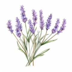 Naklejka premium a watercolor illustration of Lavenderclip art, isolated on white background Flower Floral Water Color White Background