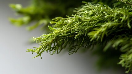 Fototapeta premium Close-up of vibrant green moss branches.
