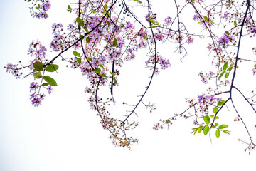Fototapeta premium Bright and vibrant close-up of Lagerstroemia speciosa, also known as Queen's Crape Myrtle, blooming in pink and white hues with soft green foliage and a blurred sky in the background. The image captur