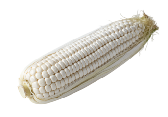 Organic painted white corncob on white background