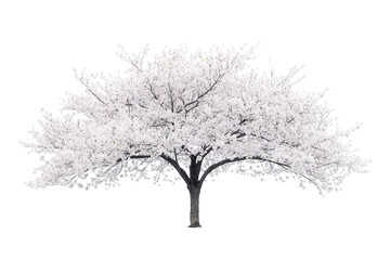 Obraz premium Blossoming tree filled with white flowers against a transparent background