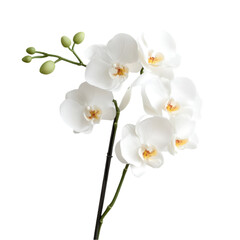 Obraz premium Elegant White Phalaenopsis Orchids Blooming Beautifully on Black Background,