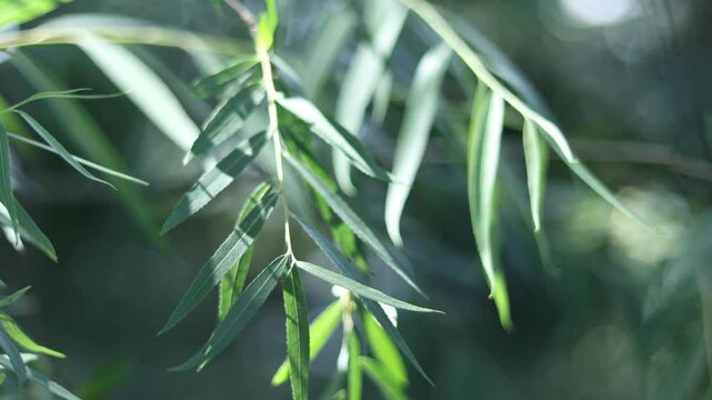 beautiful leaves of willow tree