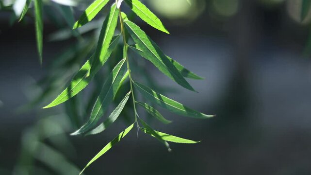 beautiful leaves of willow tree
