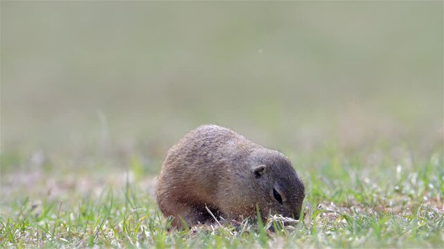European Ground Squirrel Exploring a Meadow on a Sunny Summer Day