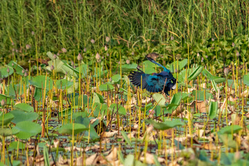 Grey-headed swamphen