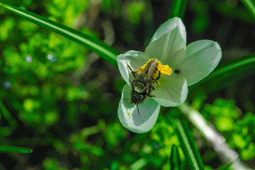 Blooming crocuses in a spring garden within the city. Macro shot of colorful flowers and petals