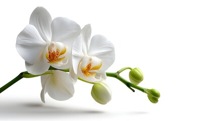 Orchid concept, Elegant white orchids with green buds on a minimalist background.