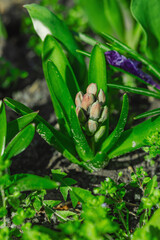 Blooming hyacinth in a spring garden within the city. Macro shot of colorful flowers and petals