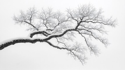 Obraz premium Winter Branches Covered in Snow