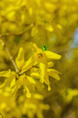 Blooming forsythia in a spring garden within the city. Macro shot of colorful flowers and petals