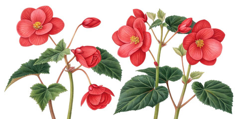 Beautiful begonia flowers bloom vibrantly with lush green leaves creating stunning display of nature artistry
