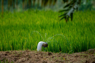 Paddy field or rice field