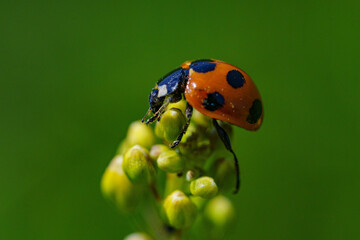 好物のアブラムシを探すテントウムシ