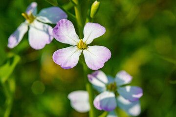 日差しを浴びるハマダイコン