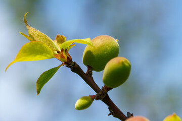 膨らみ始めた梅の実