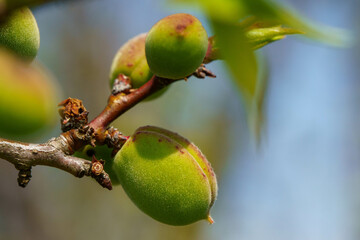 膨らみ始めた梅の実