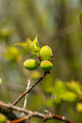 膨らみ始めた梅の実