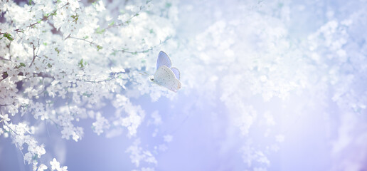 Cherry tree blossom and flying butterfly, flowers blooming in spring fabulous garden, mysterious floral misty wide banner background with sakura bloom, dreamy nature landscape toned blue colors.