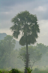 Paddy field or rice field