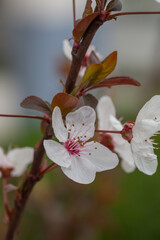 A delicate cherry blossom flower with soft white petals and a pink center blooms on a slender branch. Surrounded by young reddish leaves, it captures the fresh essence of early spring.