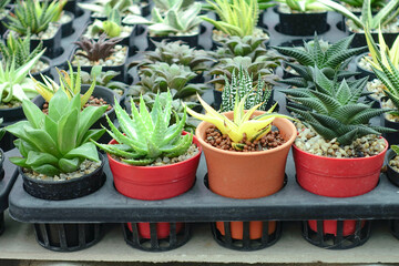 Variety of Small Cactus Plants in Plastic Pots Arranged in Rows at Garden Nursery