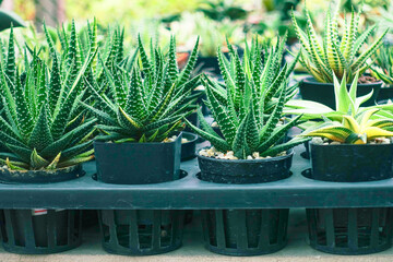 Variety of Small Cactus Plants in Plastic Pots Arranged in Rows at Garden Nursery