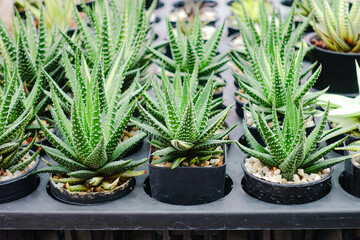 Variety of Small Cactus Plants in Plastic Pots Arranged in Rows at Garden Nursery