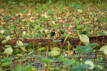 Grey-headed swamphen