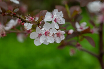 Obraz premium A delicate cherry blossom flower with soft white petals and a pink center blooms on a slender branch. Surrounded by young reddish leaves, it captures the fresh essence of early spring.